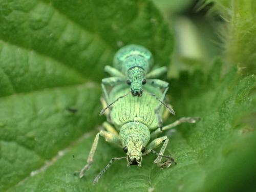 Polydrusus planifrons