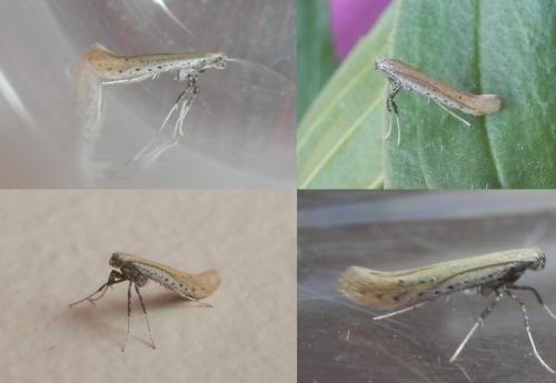 Aspilapteryx tringipennella