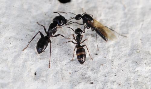 Camponotus fallax