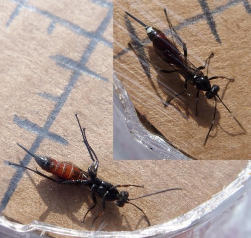 Réf. 229 168 : Cryptinae inconnu