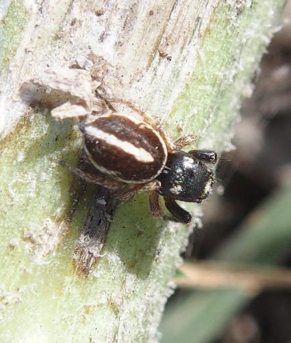 Pellenes arciger