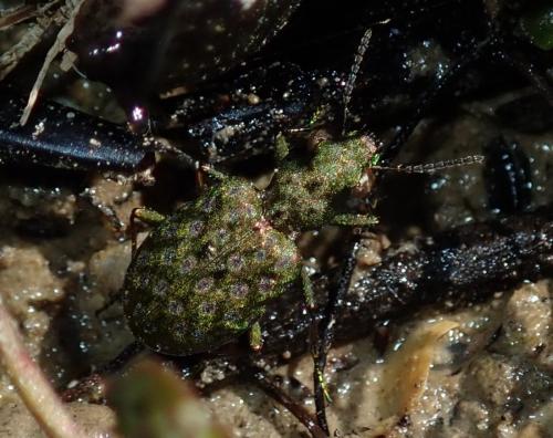 Réf. 229 833 : Elaphrus riparius