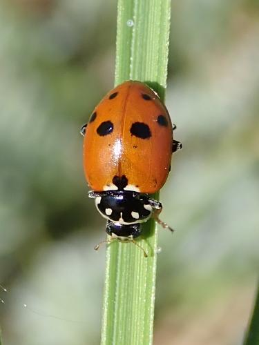 Hippodamia variegata