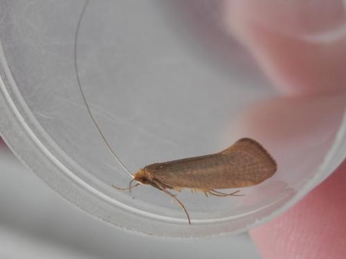 Nematopogon swammerdamella