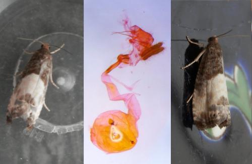 Notocelia cynosbatella