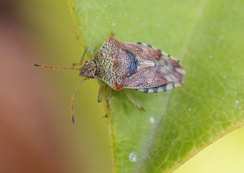 Réf. 229 368 : Elasmucha grisea