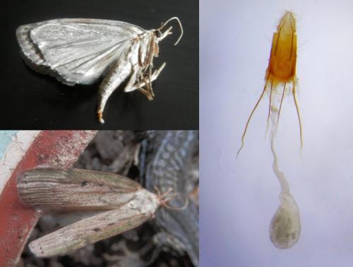 Aphomia sociella