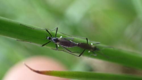 Molophilus ater