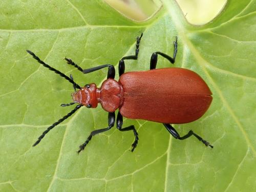 Réf. 229 615 : Pyrochroa serraticornis