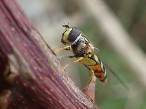Réf. 229 799 : Dasysyrphus albostriatus