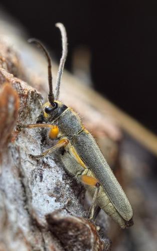 Réf. 229 648 : Phytoecia icterica