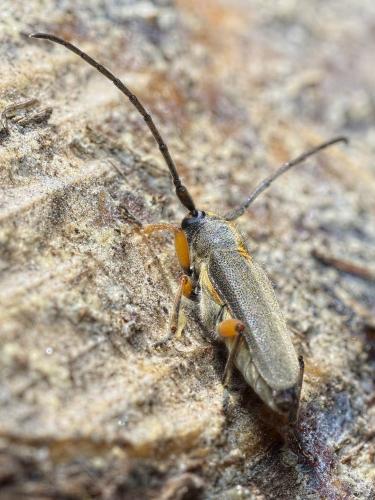 Réf. 229 649 : Phytoecia icterica