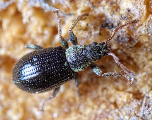 Réf. 229 735 : Phyllobius viridicollis