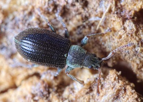Phyllobius viridicollis