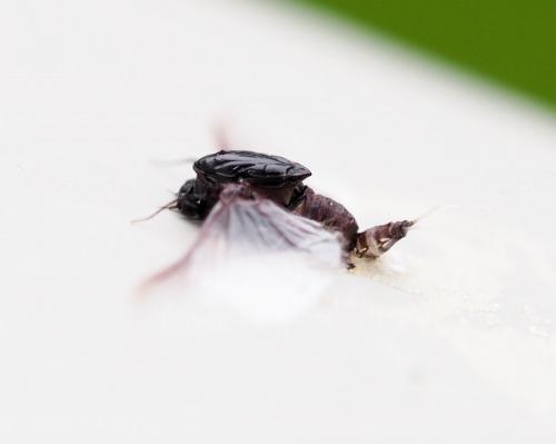 Caenis sp.