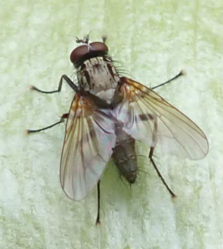 Hydrophoria lancifer