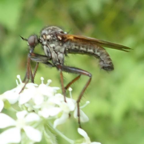 Empis tessellata