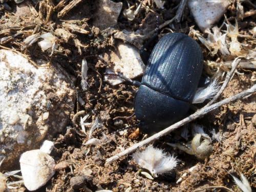 Pedinus helopioides
