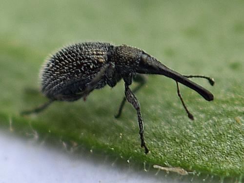 Phrissotrichum tubiferum