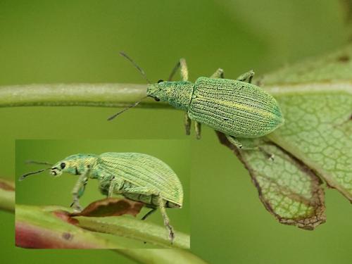 Polydrusus planifrons