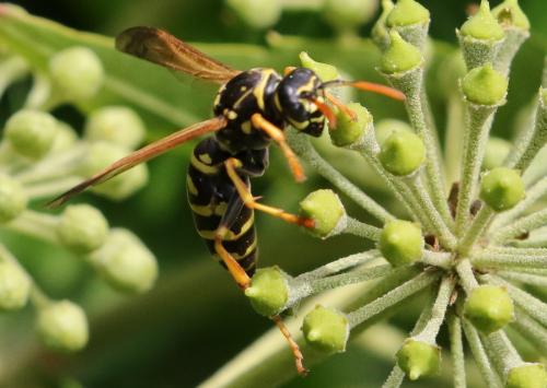 Réf. 229 211 : Polistes nimpha