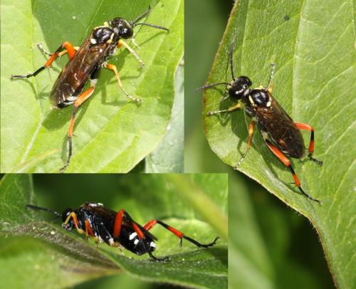 Réf. 229 081 : Macrophya rufipes