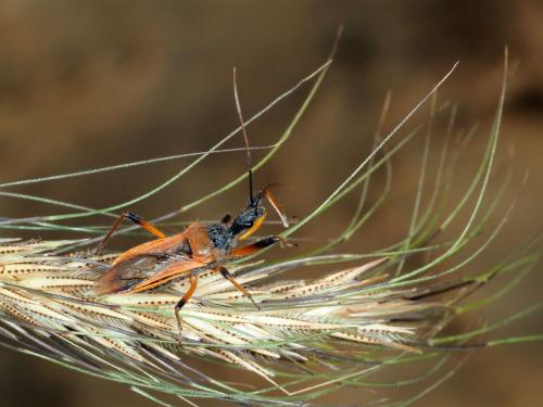 Rhynocoris sp.