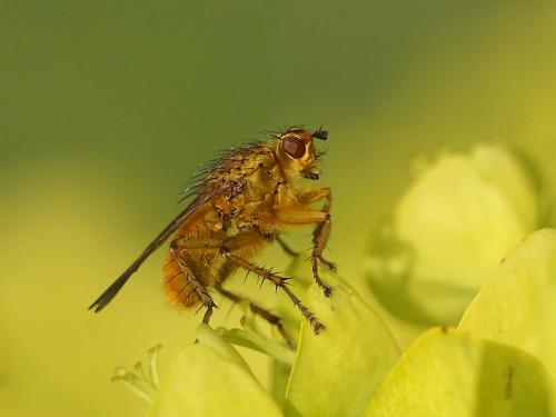 Scathophaga stercoraria