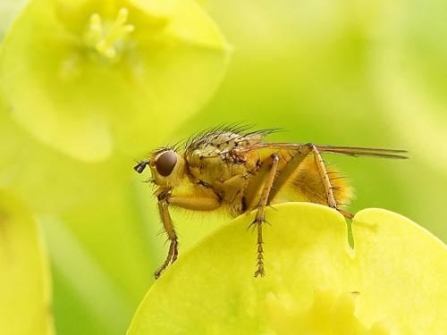 Scathophaga stercoraria