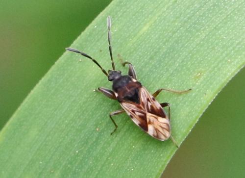 Scolopostethus decoratus