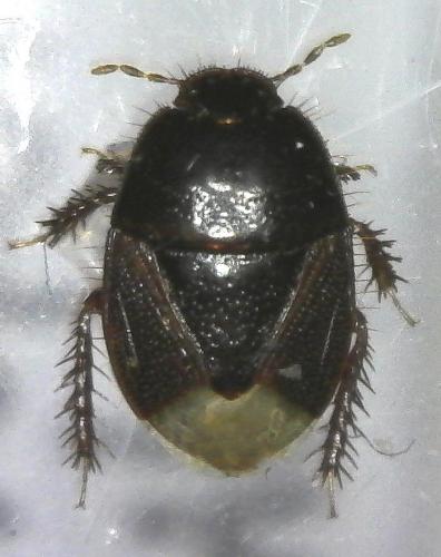 Microporus nigrita