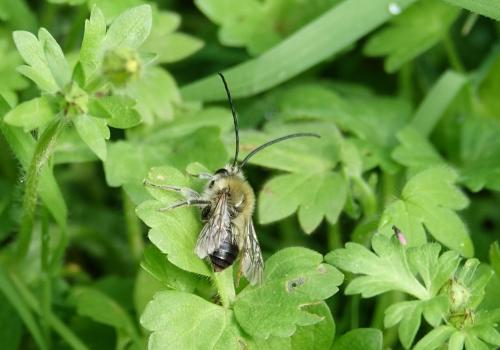 Eucera sp.