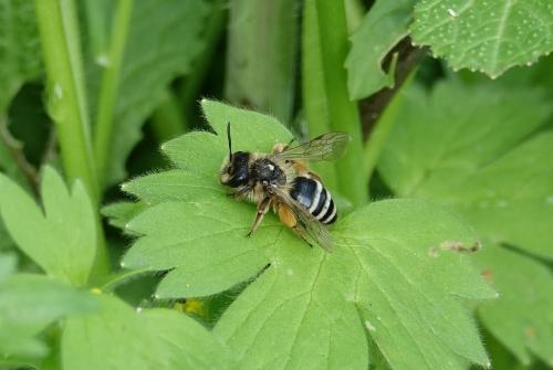 Andrena flavipes