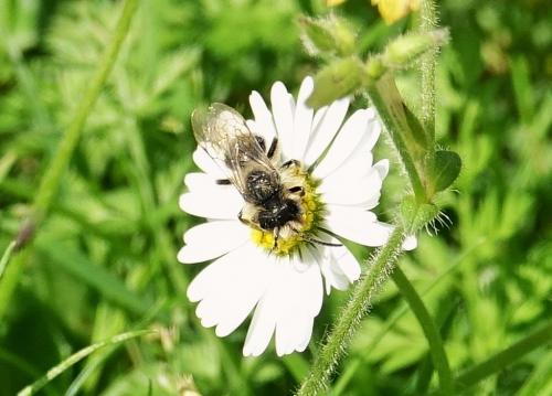 Réf. 229 542 : Andrena sp.