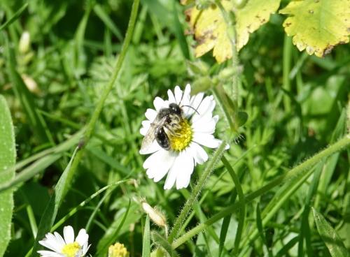 Réf. 229 543 : Andrena sp.