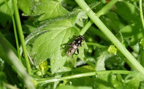 Chalcosyrphus sp.