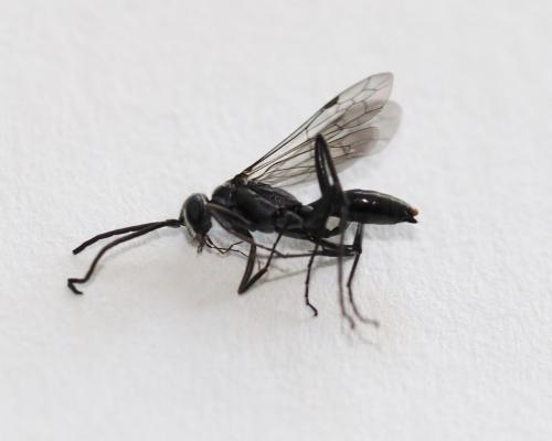 Réf. 229 268 : Auplopus sp.