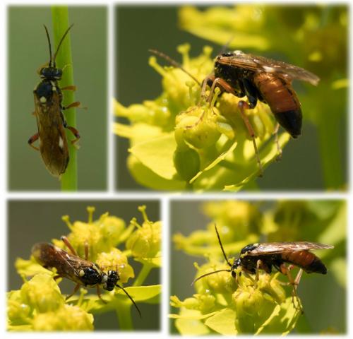 Tenthredopsis nassata