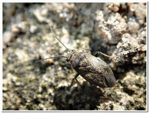 Réf. 229 397 : Heterocordylus tibialis
