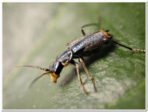 Réf. 229 742 : Clanoptilus elegans