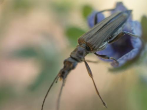 Oedemera flavipes