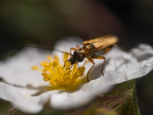 Oedemera podagrariae