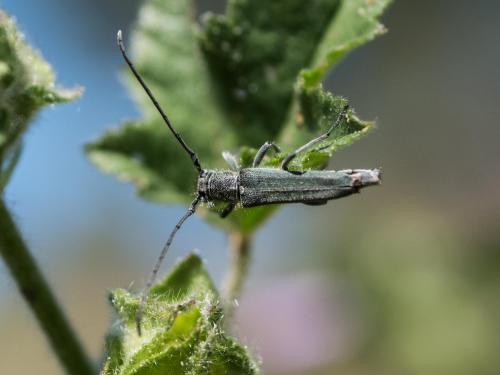 Opsilia coerulescens