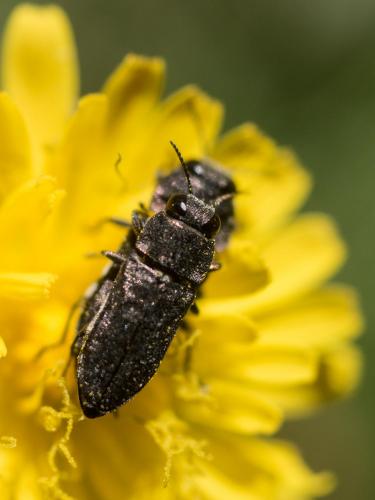 Réf. 229 468 : Anthaxia confusa