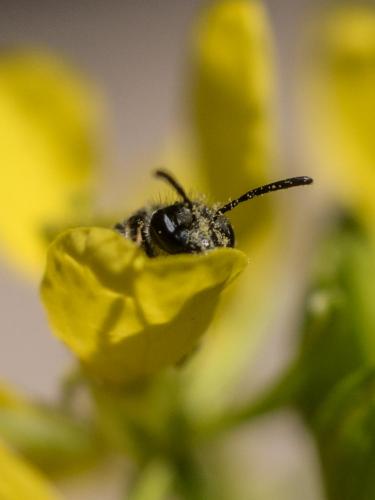 Andrena sp.