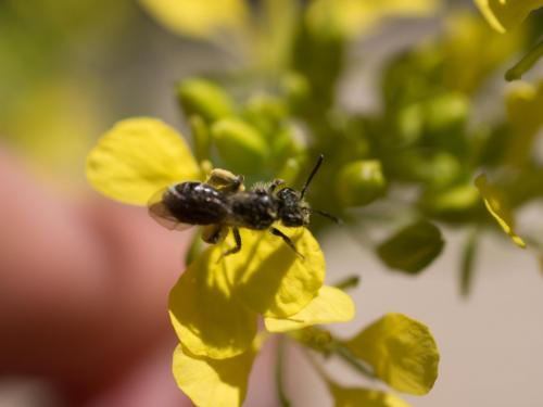 Andrena sp.