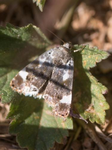 Réf. 229 571 : Acontia lucida