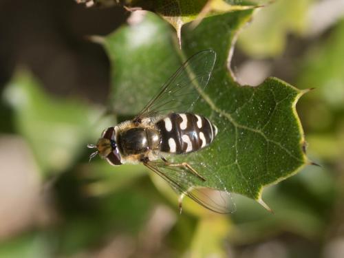 Réf. 229 570 : Scaeva pyrastri