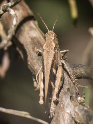 Aiolopus strepens