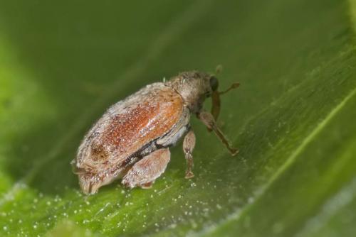 Réf. 229 391 : Orchestes quercus
